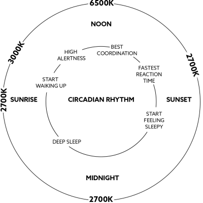 Circadian-rhythm3